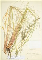 藏品(禾本科)的圖片